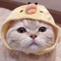 fcudjd